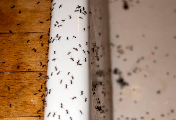 Best Mosquito Control Services  in Fairmount Heights, MD