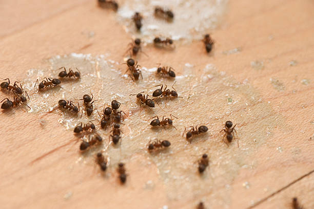Best Wasp Removal Services  in Fairmount Heights, MD